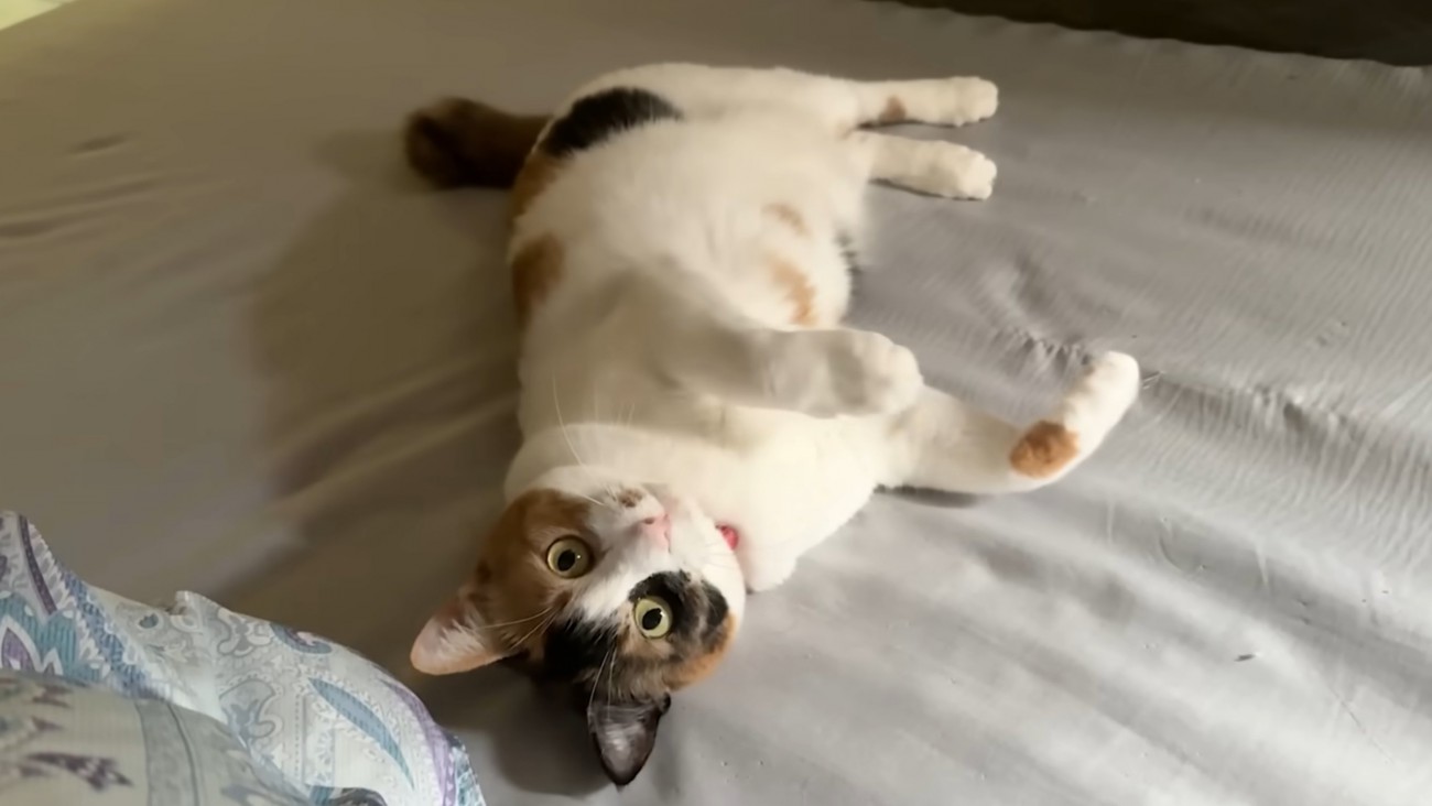 猫がひっくり返った瞬間