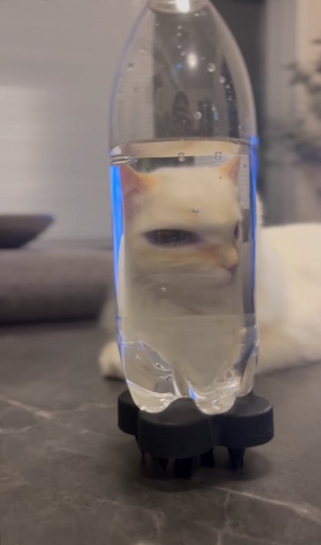 ペットボトル越しに右目が大きく見える猫