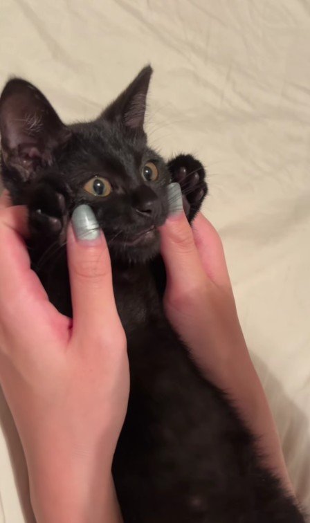 バンザイをしている子猫