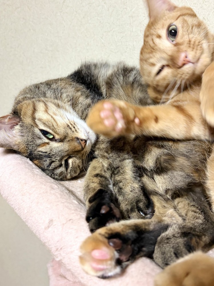 へそ天する麦わら猫に乗るように寝転ぶ茶トラ