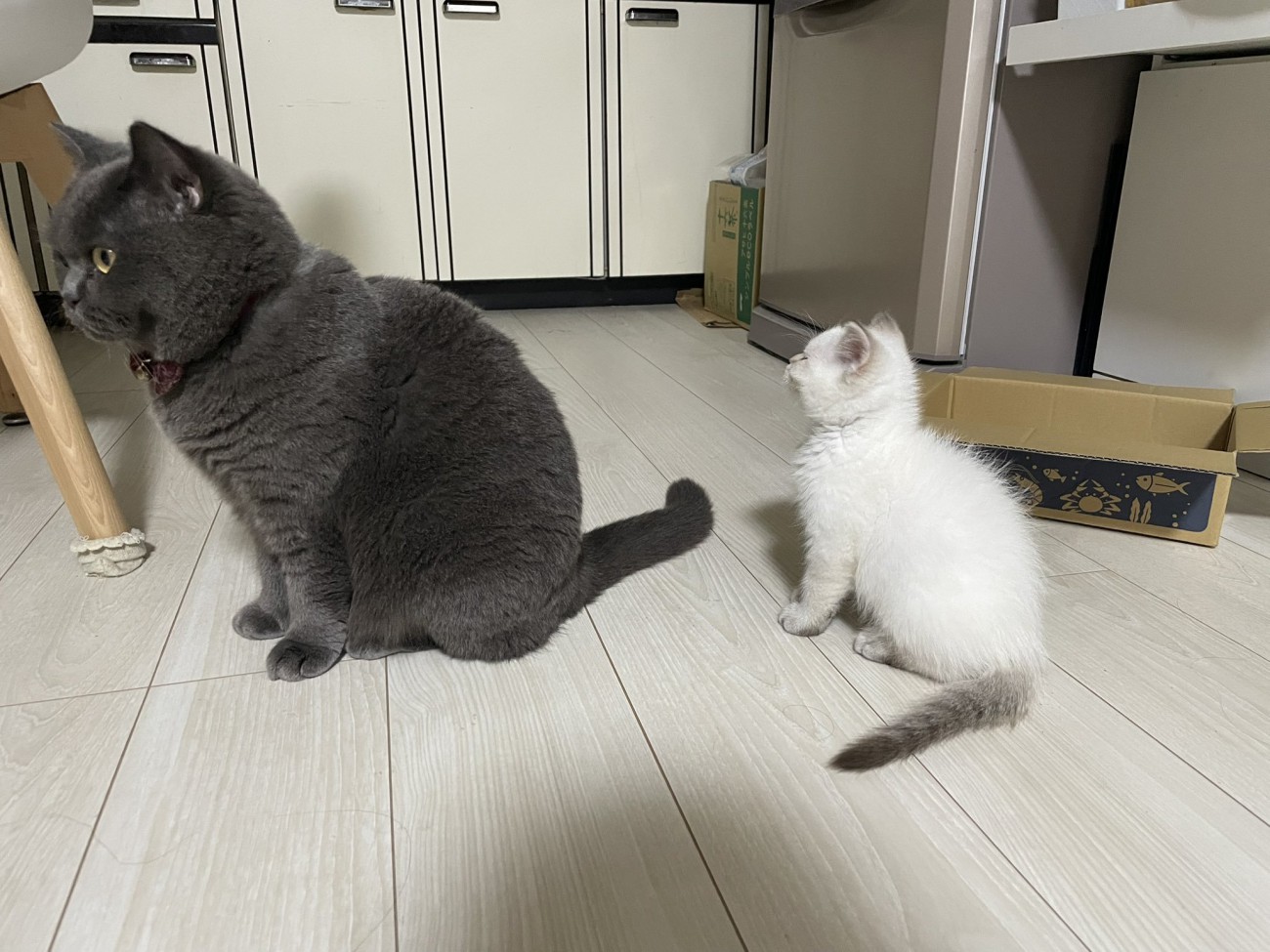 座っている2匹の猫