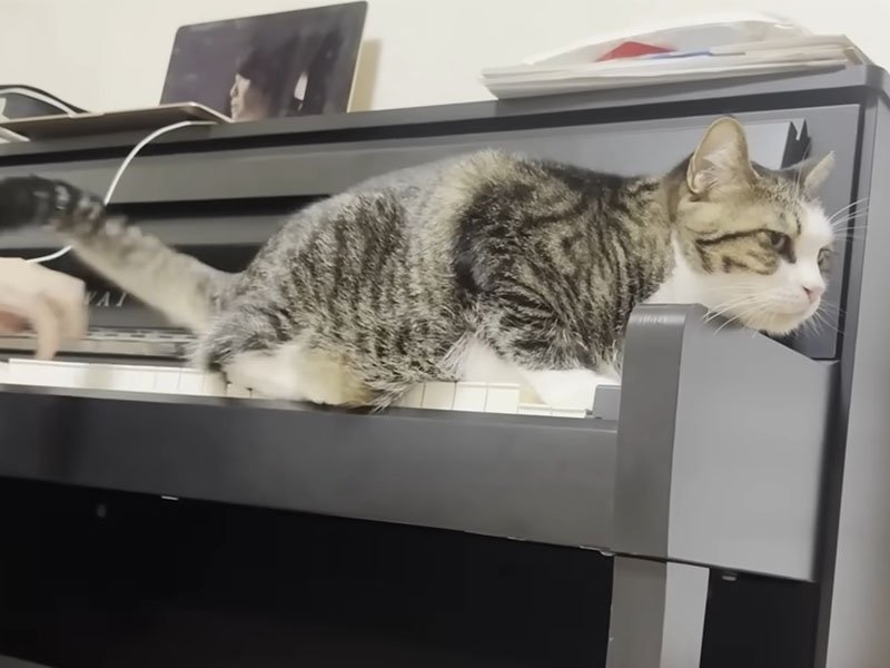 ピアノに座り込む猫