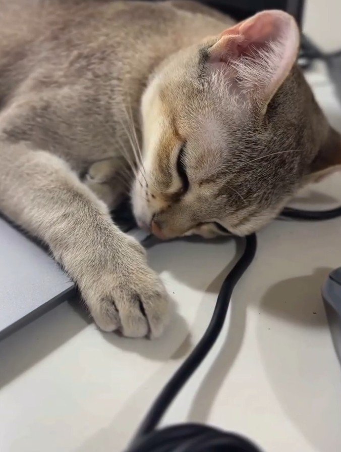 パソコンの上で寝る猫