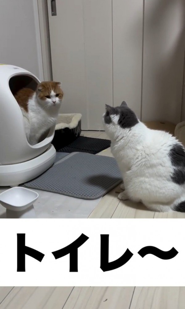 「トイレ」と書かれた写真