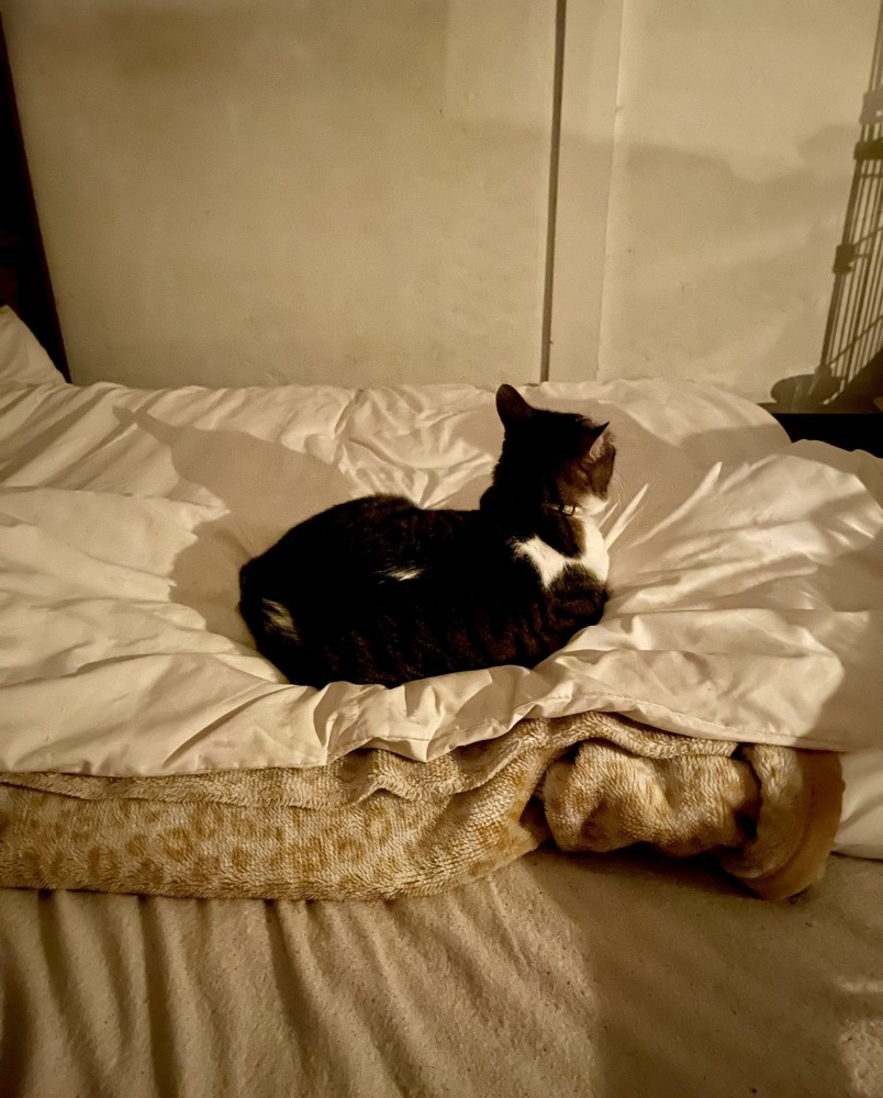 布団に座っている猫