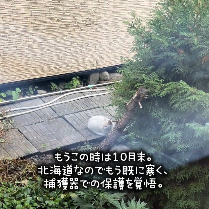 横を向いている子猫