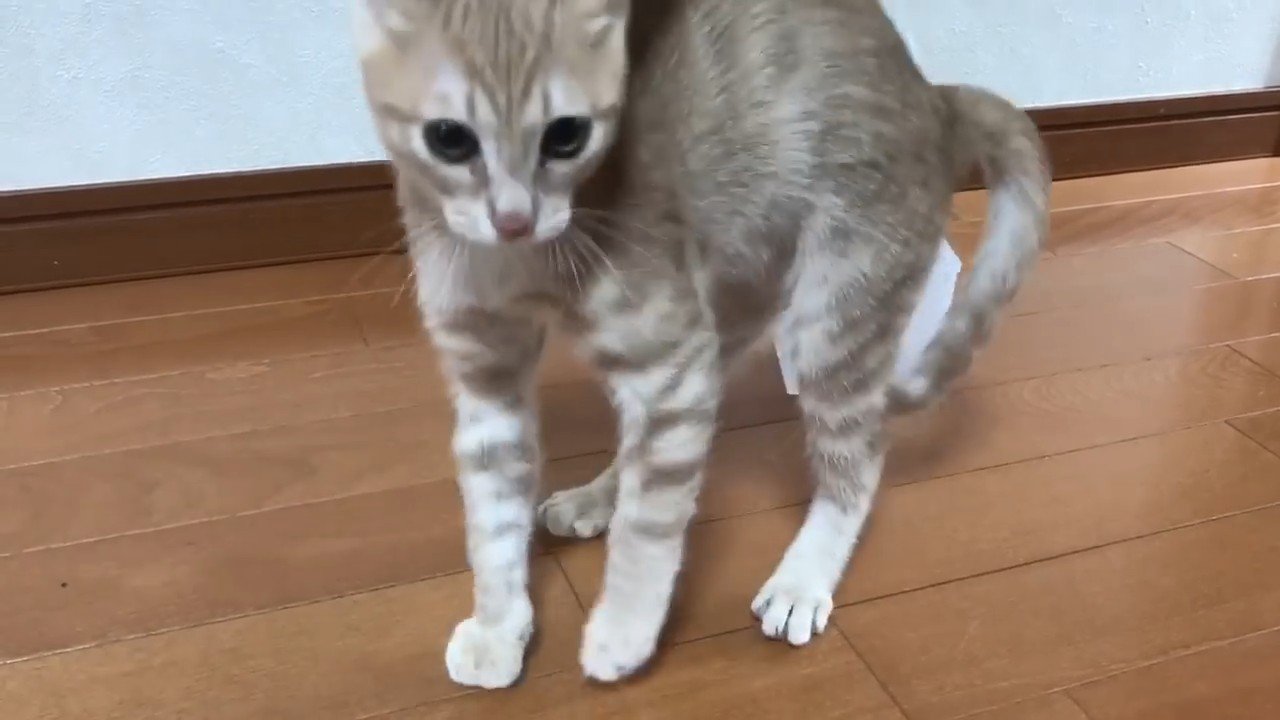 威嚇している猫