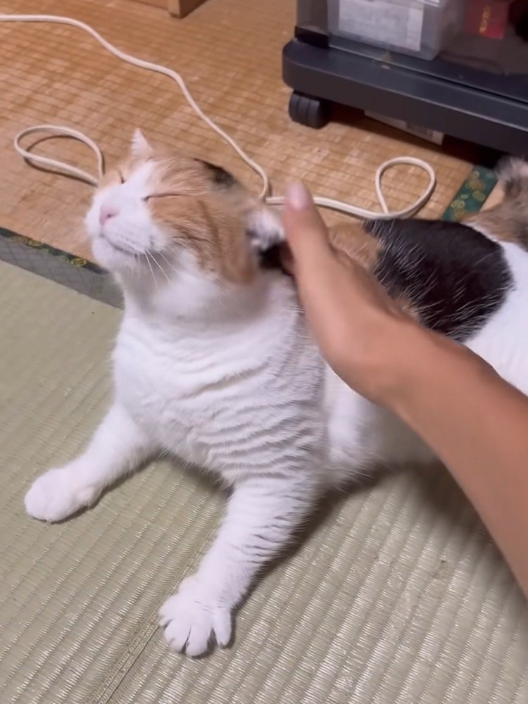 頭をなでられる猫
