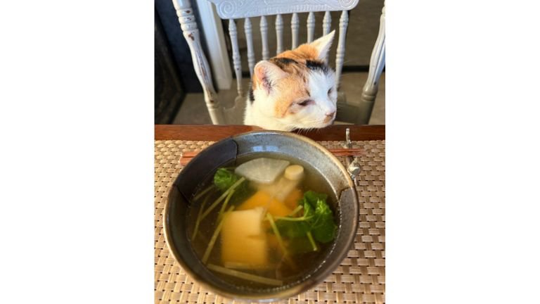 テーブルの前にいる猫