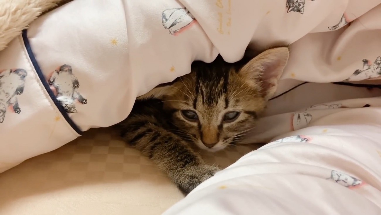 人の腕の中にいる子猫