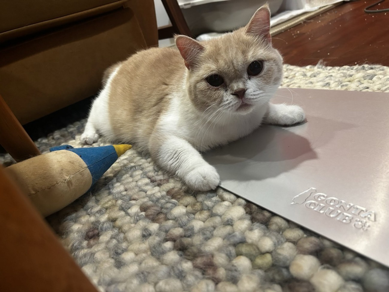 カメラ目線の猫