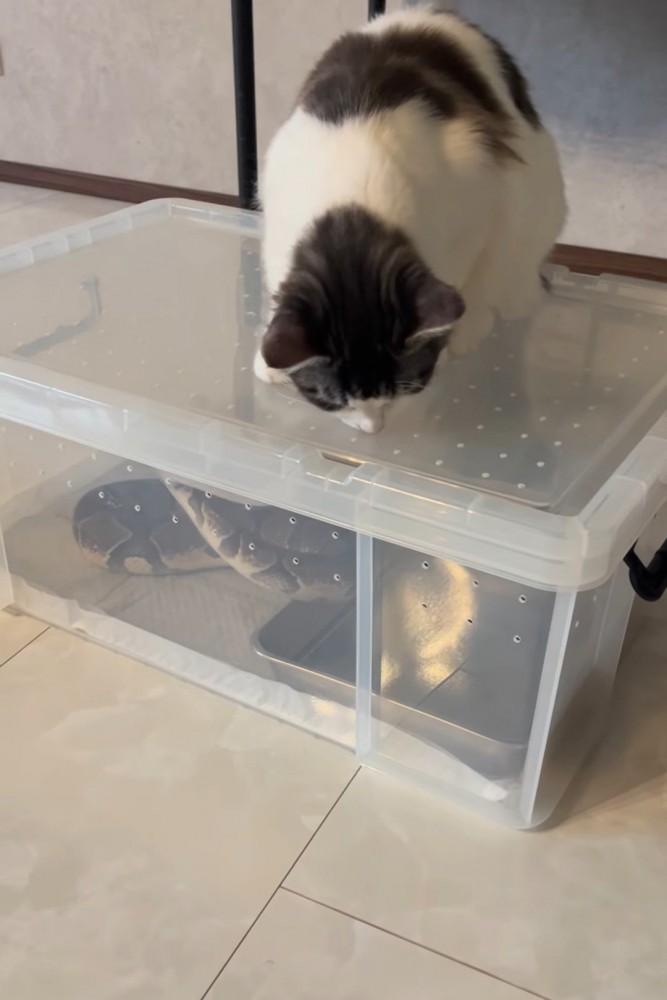 ケースに乗る猫