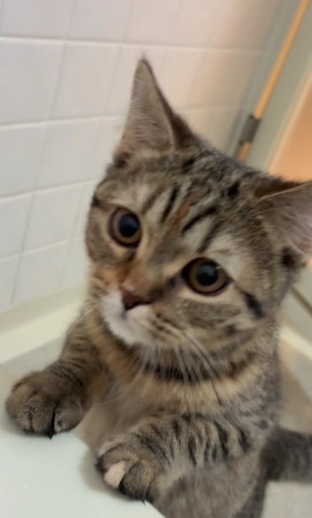 お風呂場の猫