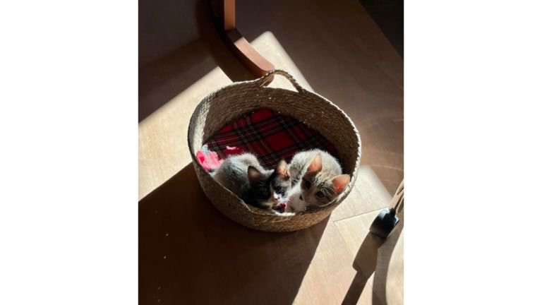 身を寄せ合っている猫たち