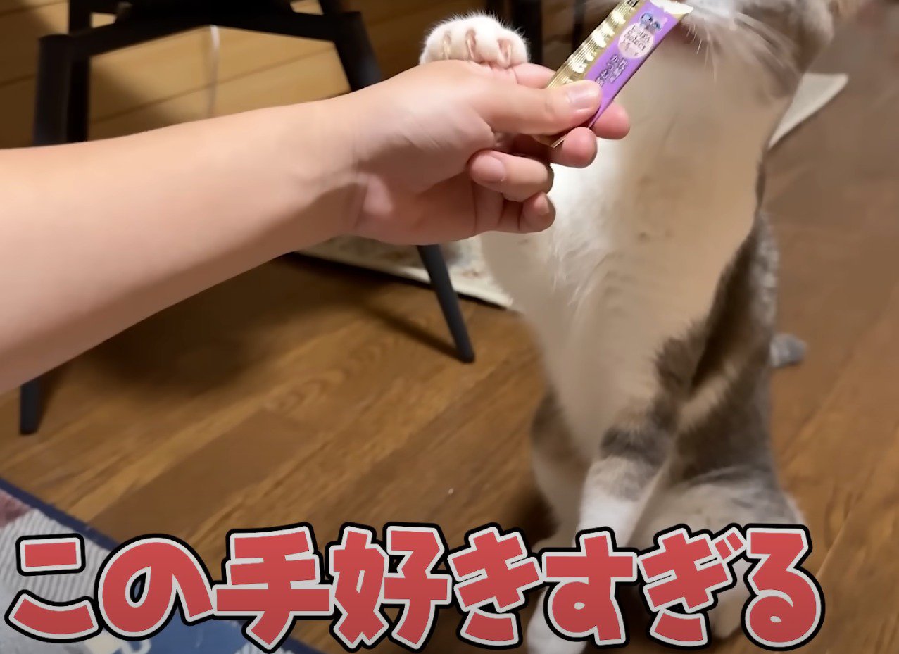 おやつに夢中で前足が浮いてしまう猫