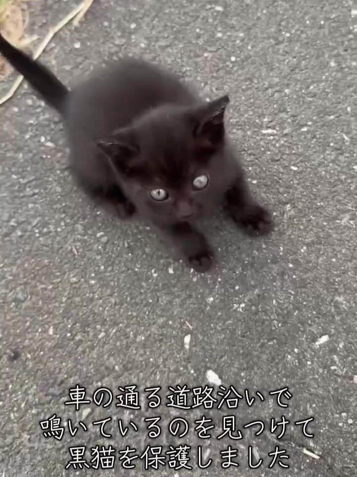 道路にいる子猫