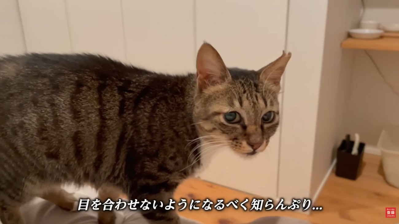 テロップ「目を合わせないように～」