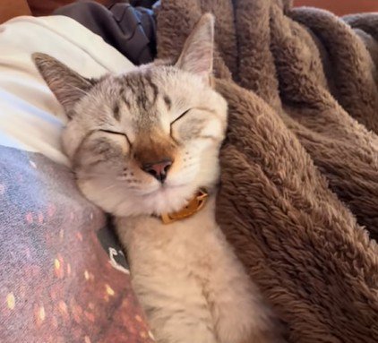 毛布をかぶる猫