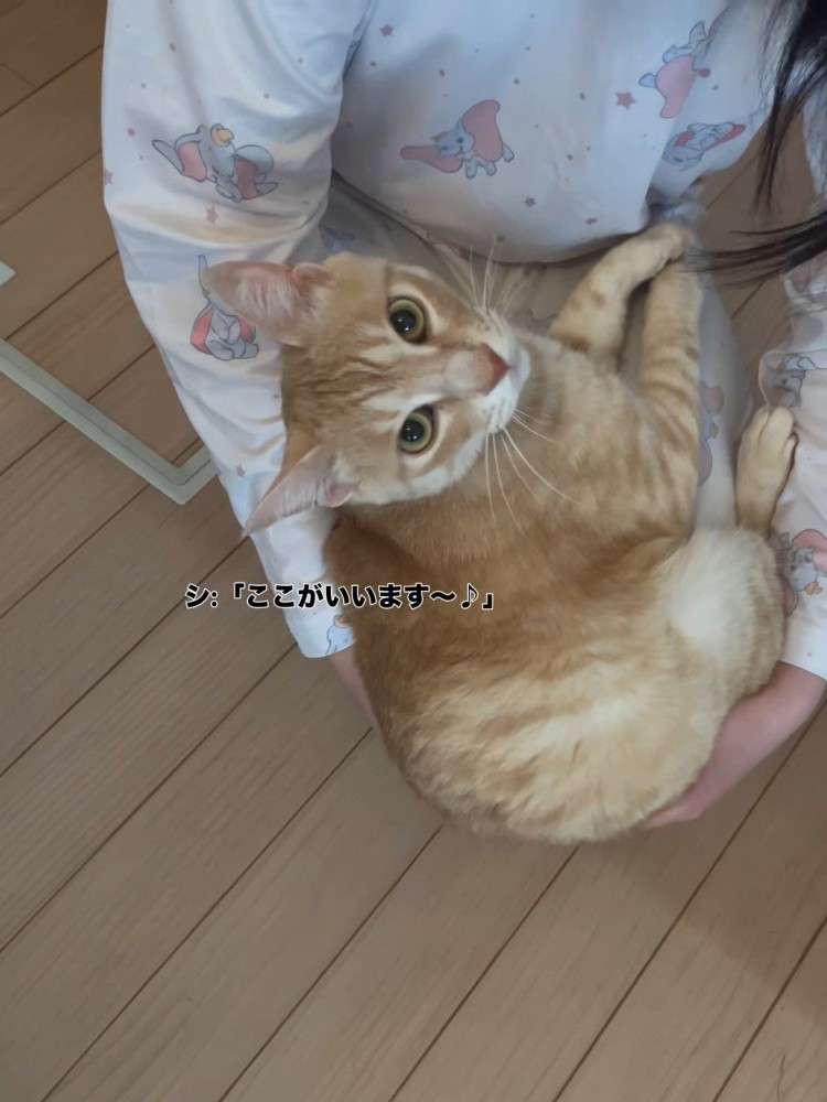 見上げる猫