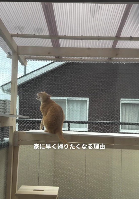 テラスの猫