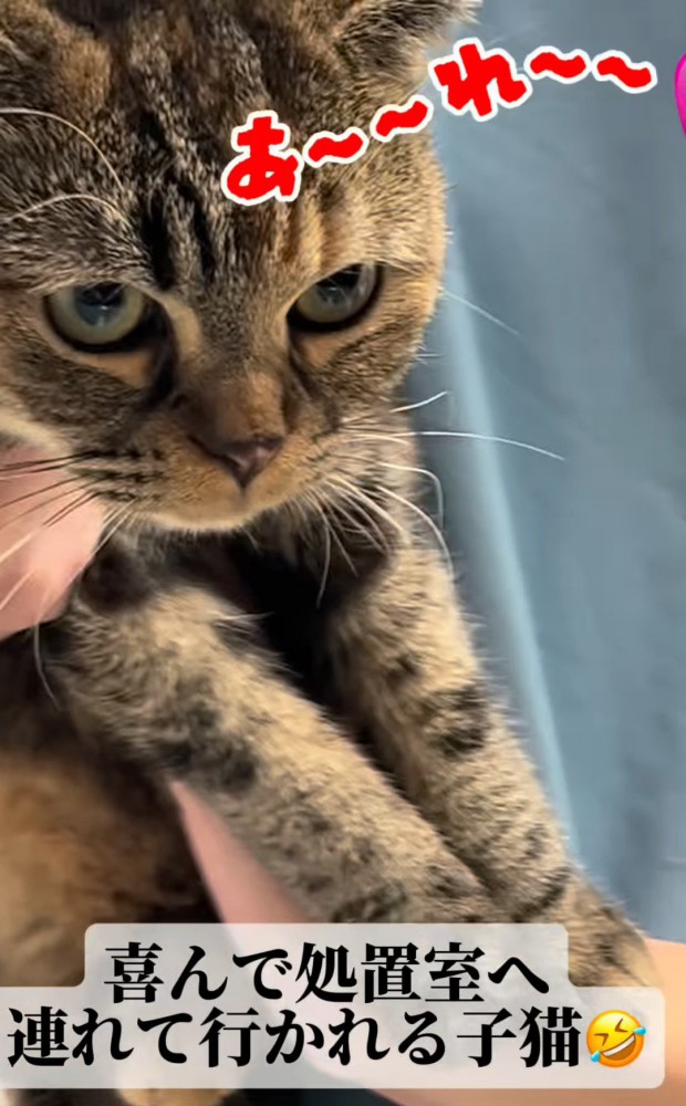 抱っこされる猫