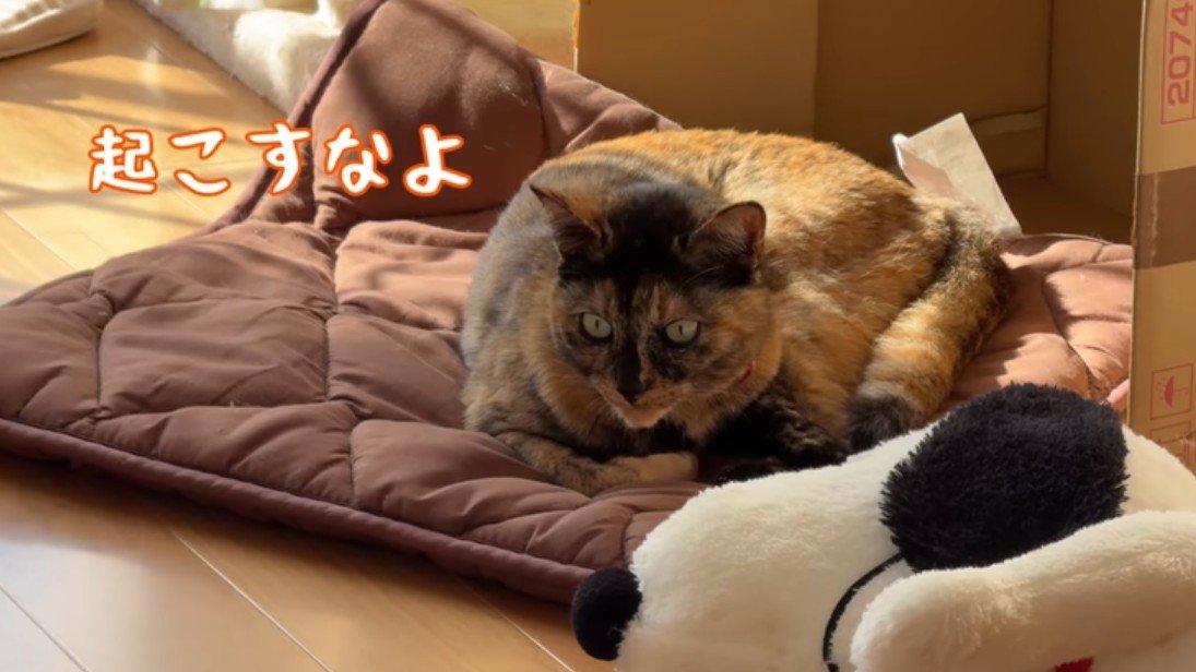 起こすなよ