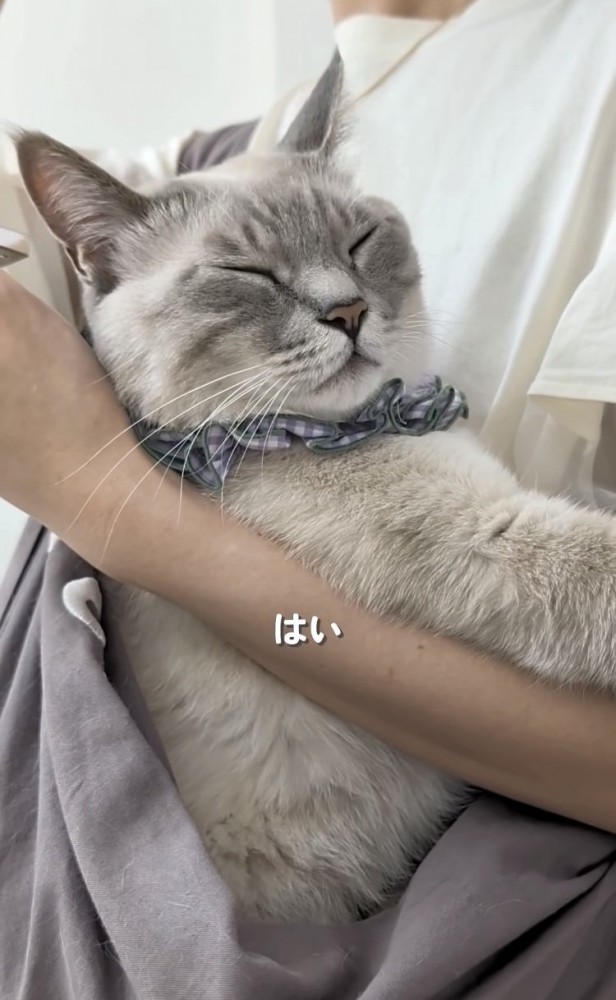 飼い主さんに抱っこ紐で抱っこされるシャムトラ猫