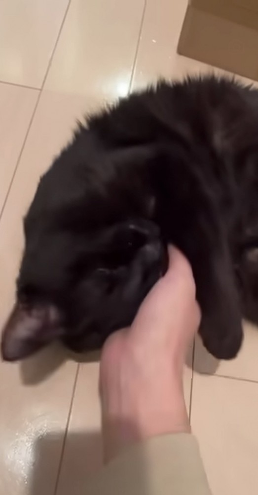 飼い主に頭を撫でられる黒猫