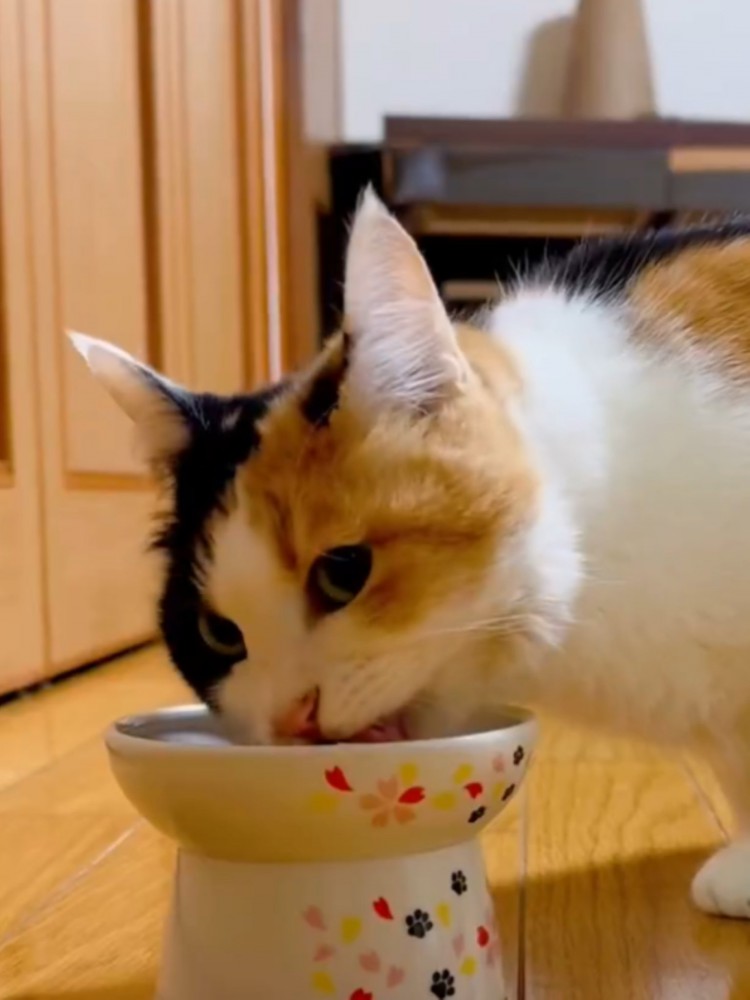 横向きでご飯を食べる三毛猫