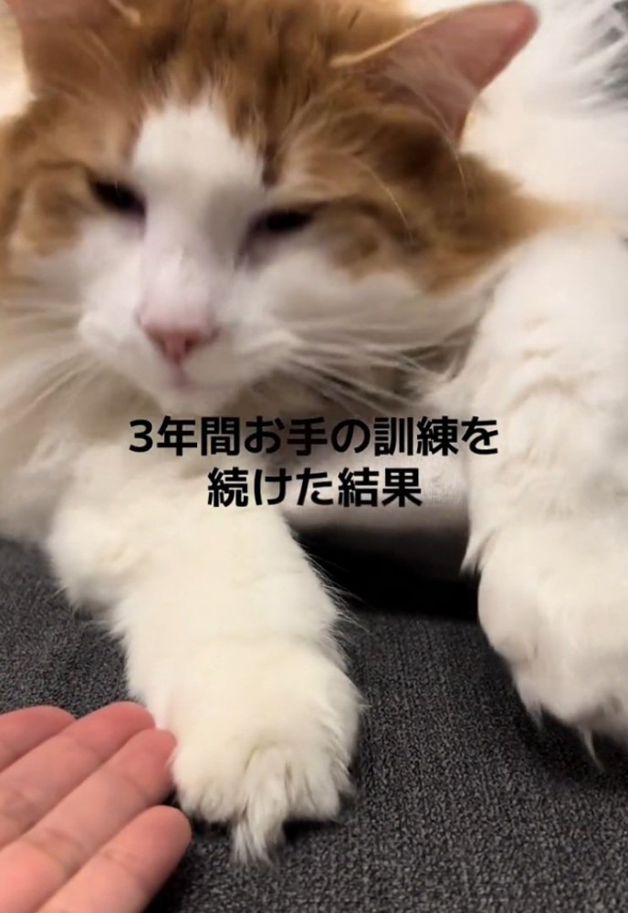 眠そうな猫
