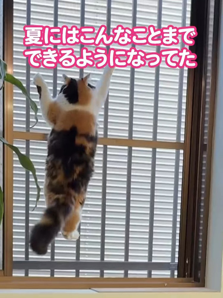 網戸をよじ登る猫