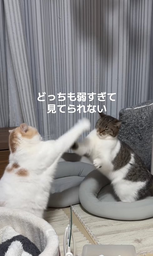 猫パンチをしあっている2匹の猫