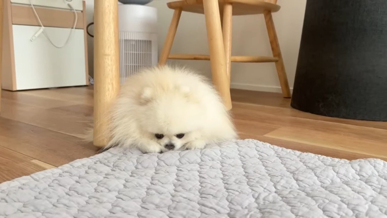 床に伏せるポテチくん