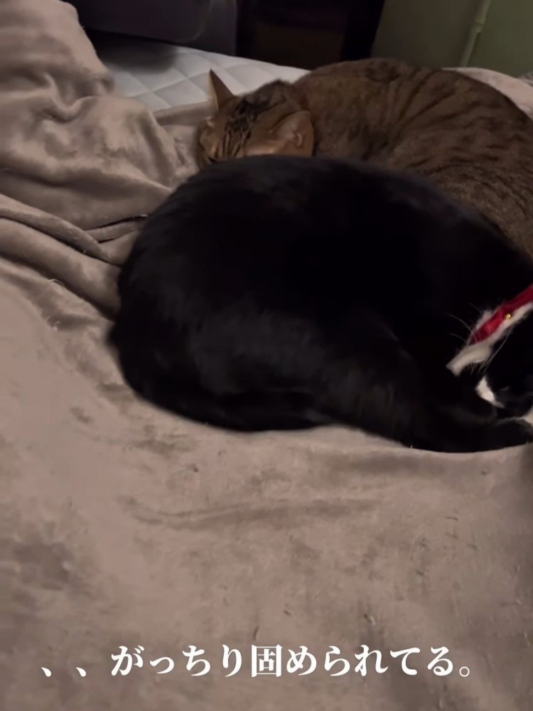 丸くなって寝る2匹の猫