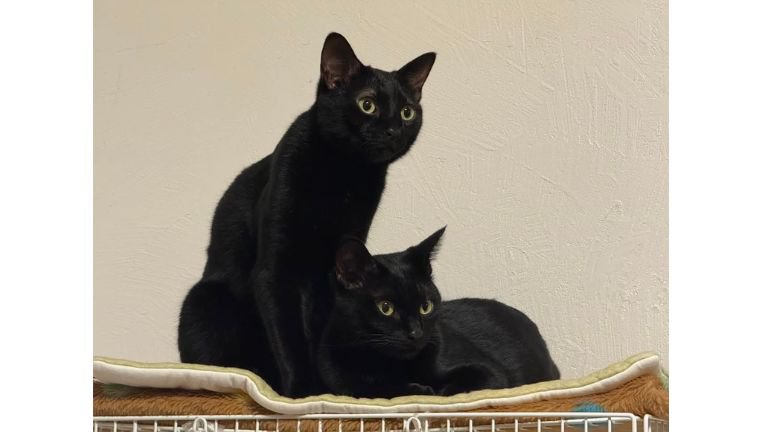 室内にいる猫たち