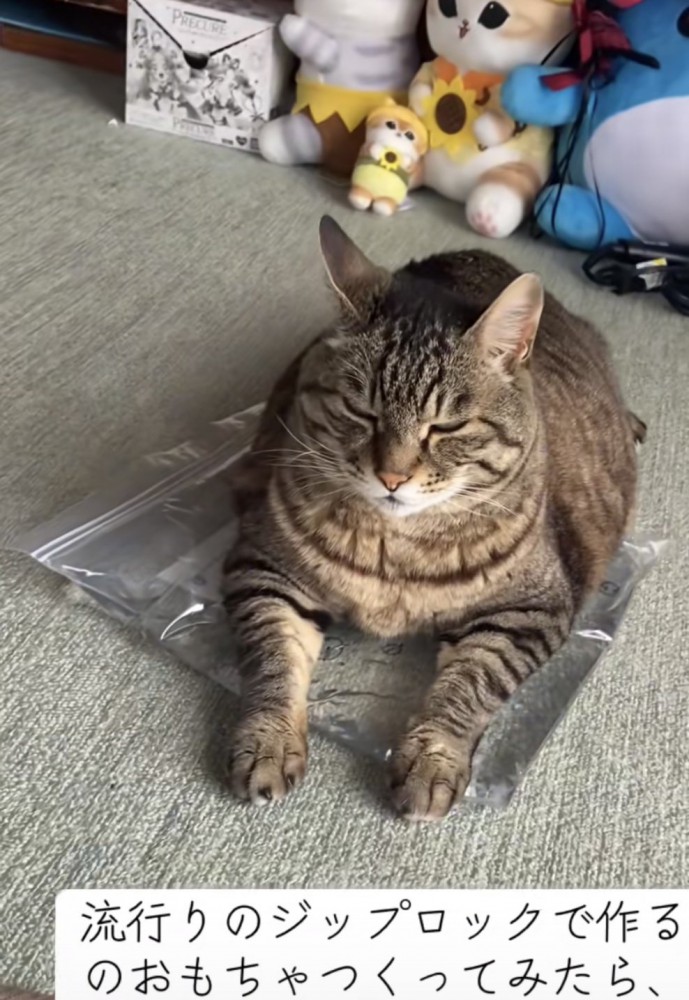 おもちゃの上でくつろぐ猫の写真2