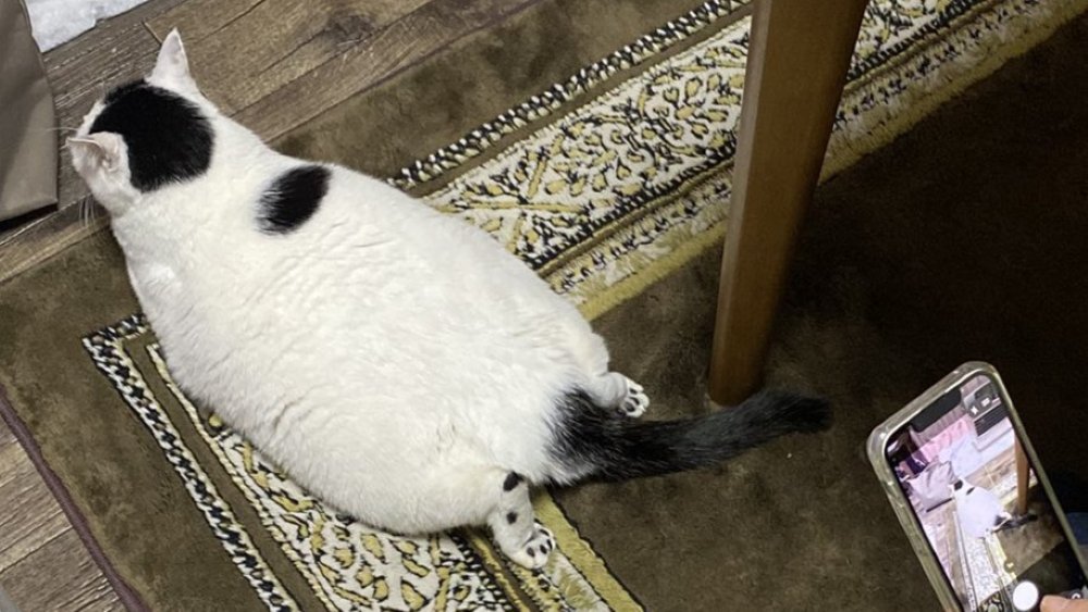 猫の後ろ姿のアップ