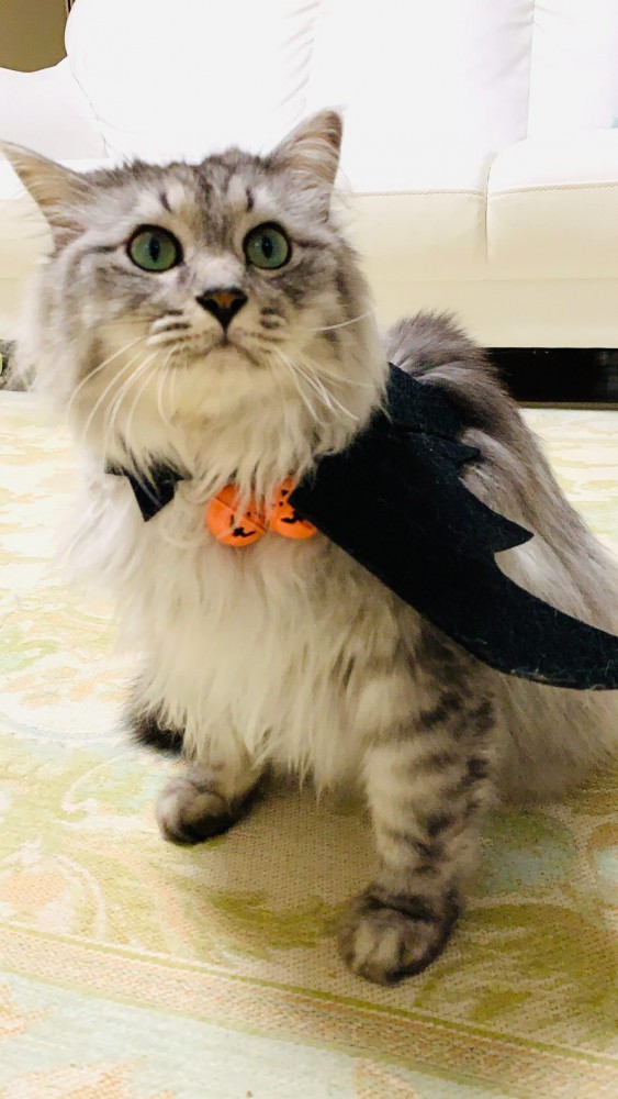ハロウィン飾りをつけた猫