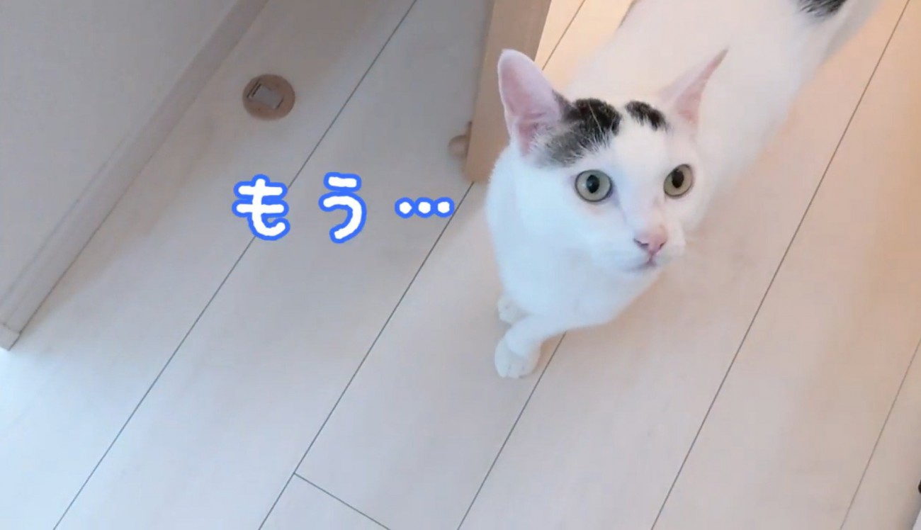 飼い主の後をついていく猫