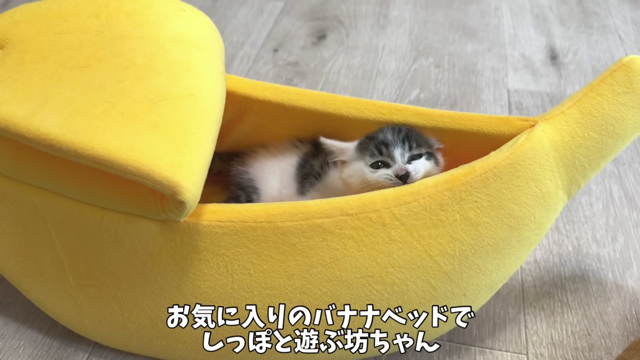 バナナベッドで遊ぶ写真1