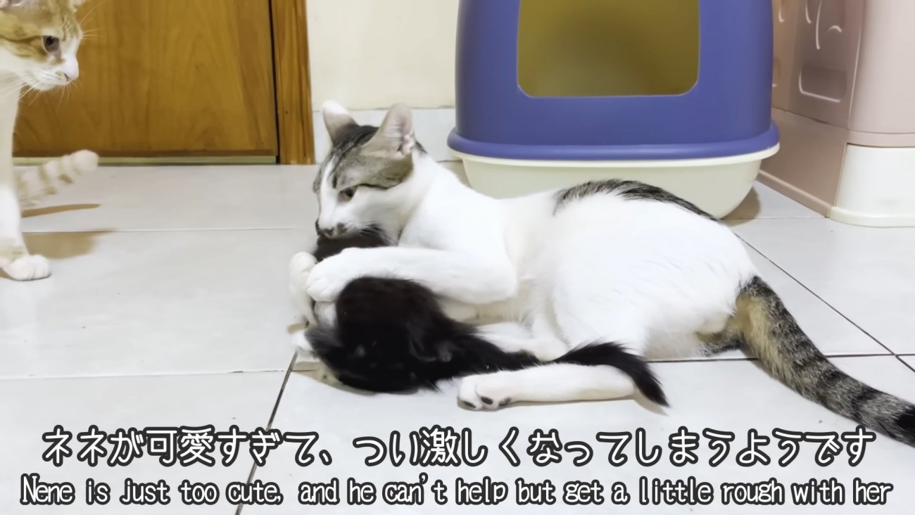 成猫にからまれる子猫