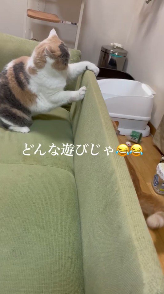 ソファに乗る三毛猫と、ソファ裏に隠れる茶トラ猫
