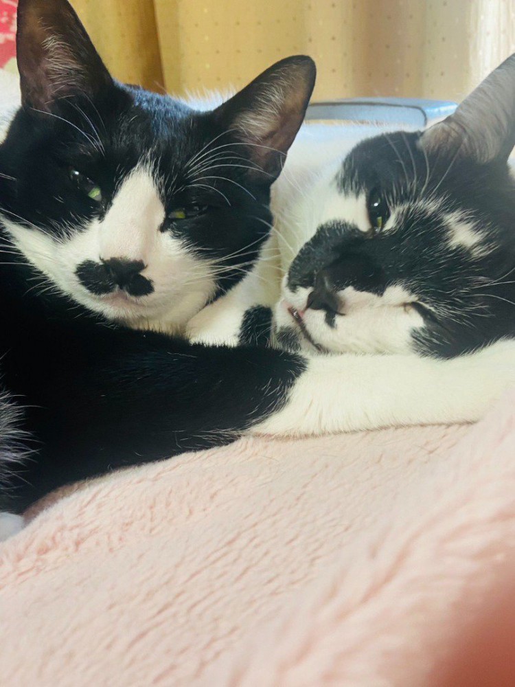 顔をくっつけてくつろいでいる2匹の猫