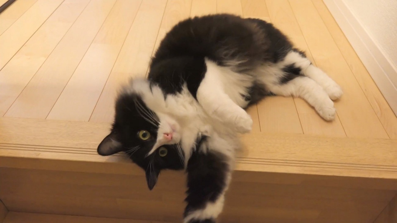 階段の端にいるチコちゃん