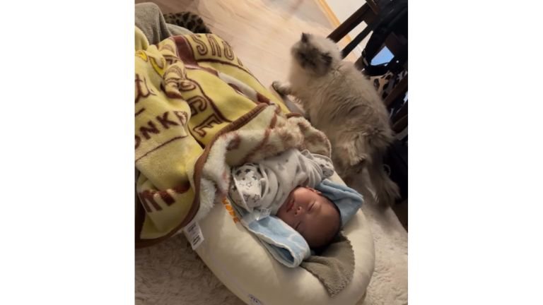 猫と赤ちゃん