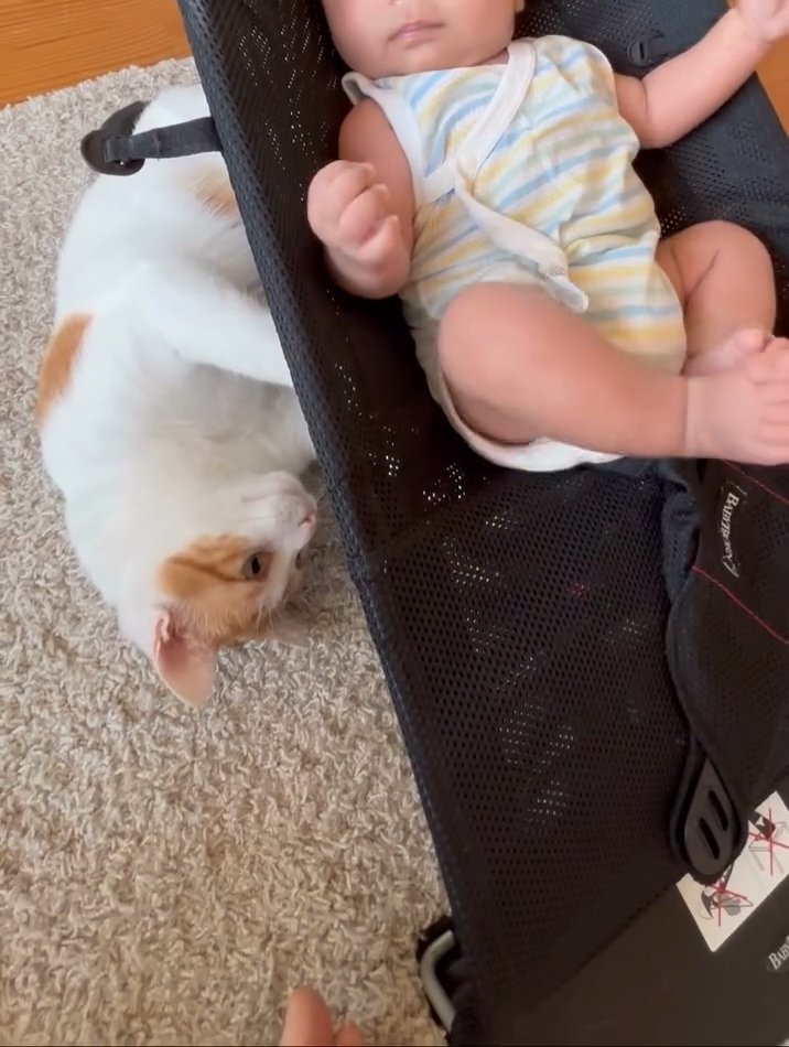 バウンサーの下にいる猫