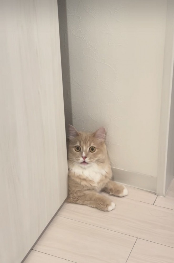 顔パック中の飼い主さんを見て驚くサイベリアン