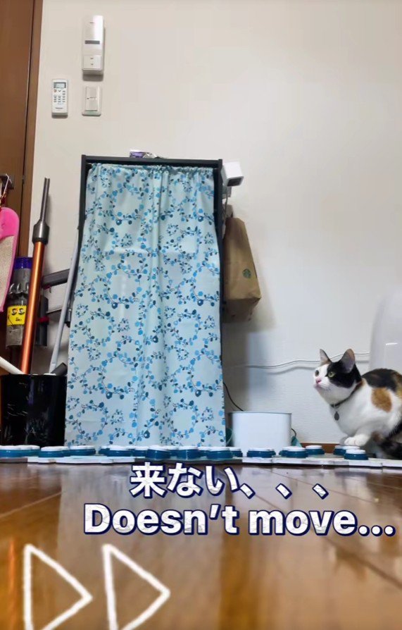 座り込む猫