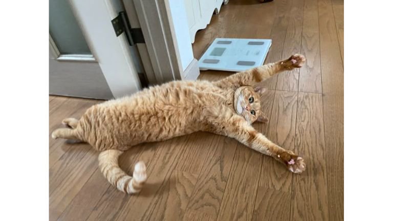 室内にいる猫