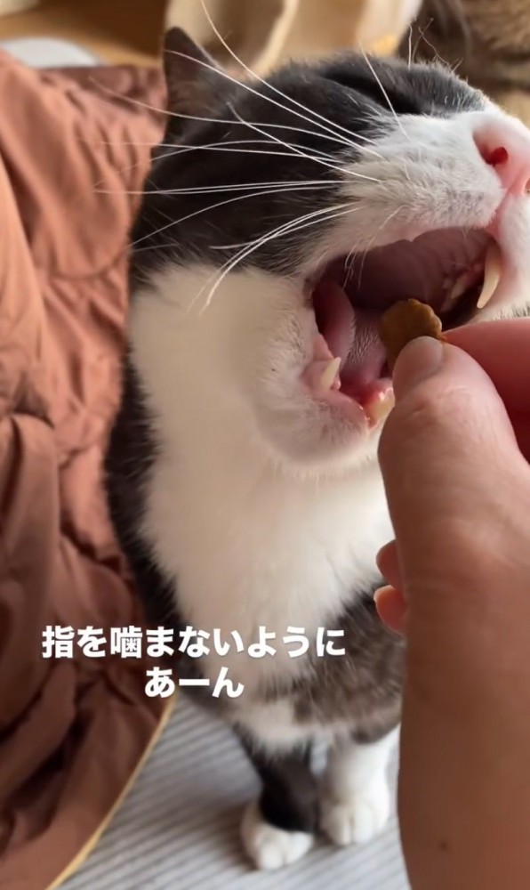 顔の角度を変えて食べようとする猫